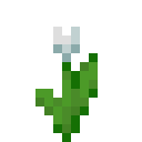 white_tulip